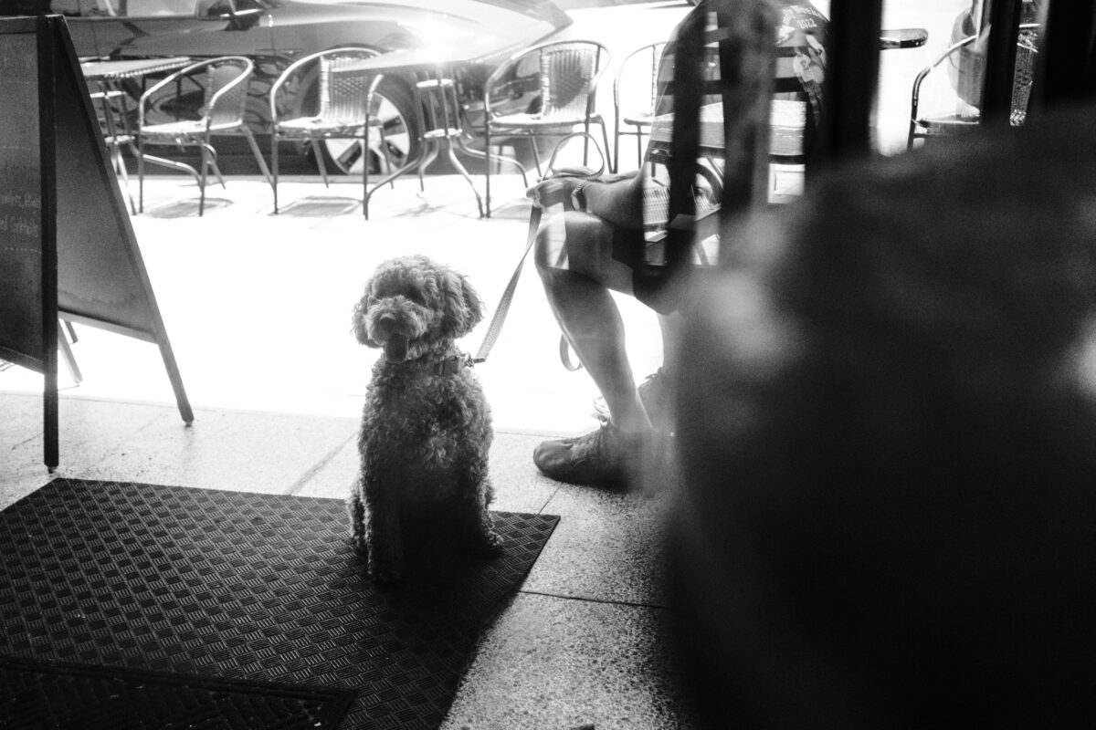 Dogs at the coffee shop